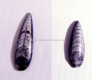 Orthoceras Product From Morocco