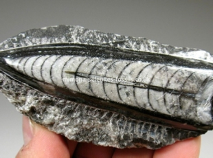 Mimona Selenites and Fossils Mimona Selenites and Fossils